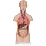 Πρόπλασμα Κορμού (Mini) 12 Τμημάτων | Προπλάσματα - Αφίσες στο Paterakis Medical Group