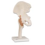 Πρόπλασμα Ανθρώπινου Ισχίου | Προπλάσματα - Αφίσες στο Paterakis Medical Group