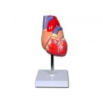 Πρόπλασμα Καρδιάς | Προπλάσματα - Αφίσες στο Paterakis Medical Group