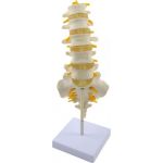 Πρόπλασμα σπονδυλικής στήλης | Προπλάσματα - Αφίσες στο Paterakis Medical Group
