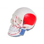 Πρόπλασμα Ανθρώπινου Κρανίου με Αριθμημένες Ενδείξεις | Προπλάσματα - Αφίσες στο Paterakis Medical Group