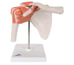 Πρόπλασμα Άρθρωσης Ώμου | Προπλάσματα - Αφίσες στο Paterakis Medical Group