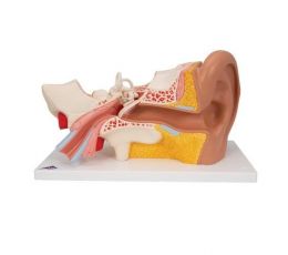 Πρόπλασμα Αυτιού 6 Τμημάτων | Προπλάσματα - Αφίσες στο Paterakis Medical Group