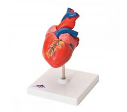 Πρόπλασμα Καρδιάς 2 Τμημάτων | Προπλάσματα - Αφίσες στο Paterakis Medical Group