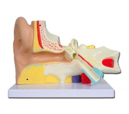 Πρόπλασμα Αυτιού | Προπλάσματα - Αφίσες στο Paterakis Medical Group