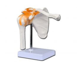 Πρόπλασμα Ανθρώπινου Ώμου | Προπλάσματα - Αφίσες στο Paterakis Medical Group