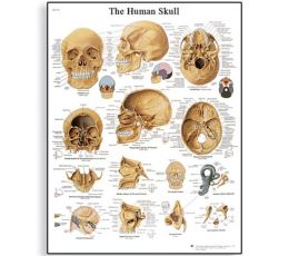 Εκπαιδευτική Αφίσα Ανθρώπινου Κρανίου | Προπλάσματα - Αφίσες στο Paterakis Medical Group