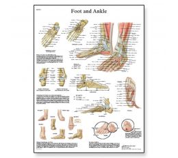 Εκπαιδευτική Αφίσα Άκρου Ποδός & Αστραγάλου | Προπλάσματα - Αφίσες στο Paterakis Medical Group