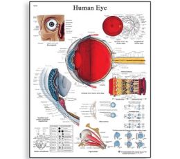 Εκπαιδευτική Αφίσα Οφθαλμού | Προπλάσματα - Αφίσες στο Paterakis Medical Group