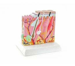 Πρόπλασμα ανθρώπινου δέρματος | Προπλάσματα - Αφίσες στο Paterakis Medical Group