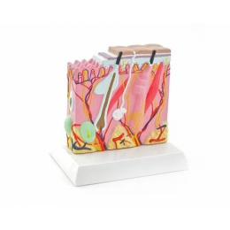 Πρόπλασμα ανθρώπινου δέρματος | Προπλάσματα - Αφίσες στο Paterakis Medical Group